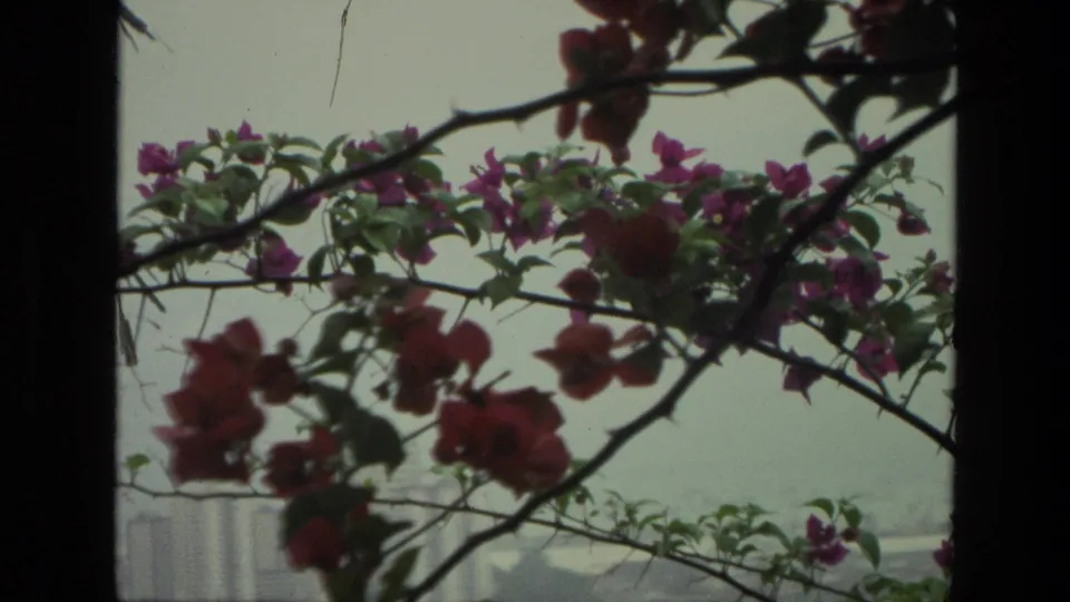 1974 India home-movie frame focused on flowering branches, with foliage and hazy urban buildings visible in the distance.