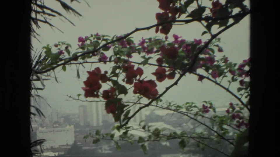 1974 India frame showing red and pink flowering branches with palm fronds and a hazy cityscape in the background.