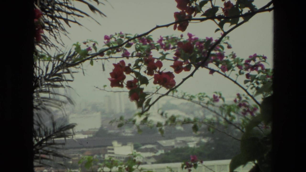 Red flowers and palm fronds frame a hazy city view from a shaded vantage point.