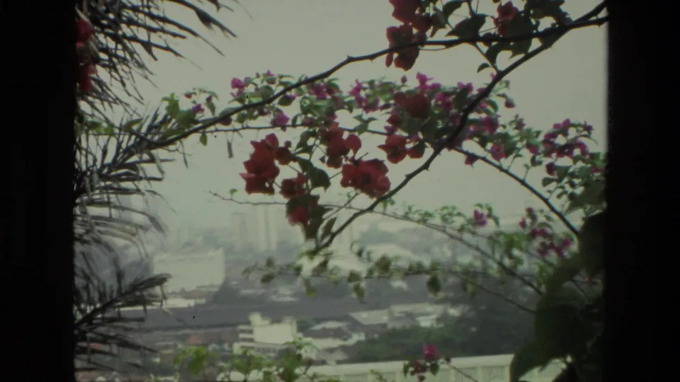 1974 India 8mm frame of red bougainvillea branches and palm fronds silhouetted over a distant hazy urban view.