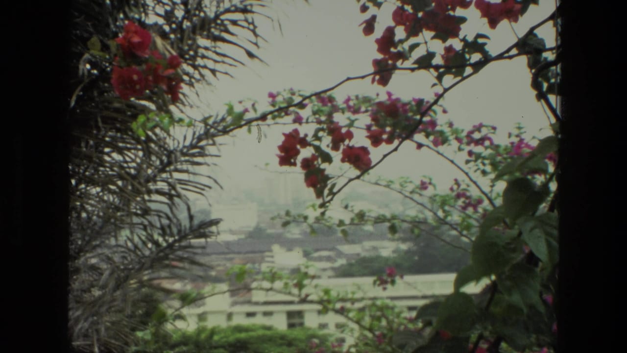 Flowering branches and green leaves hang over a pale, hazy city landscape.