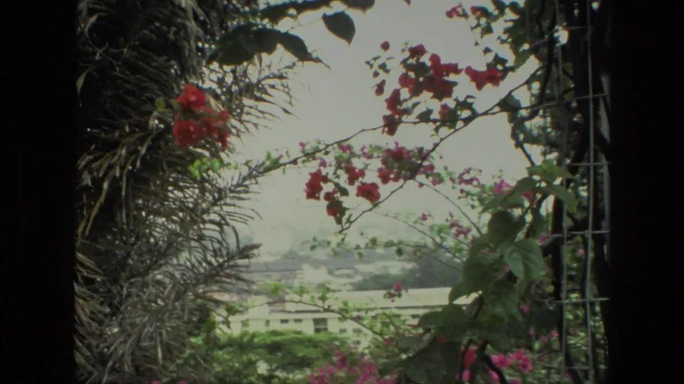 1974 India 8mm view of bougainvillea and palm fronds from shade, with distant buildings visible through atmospheric haze.