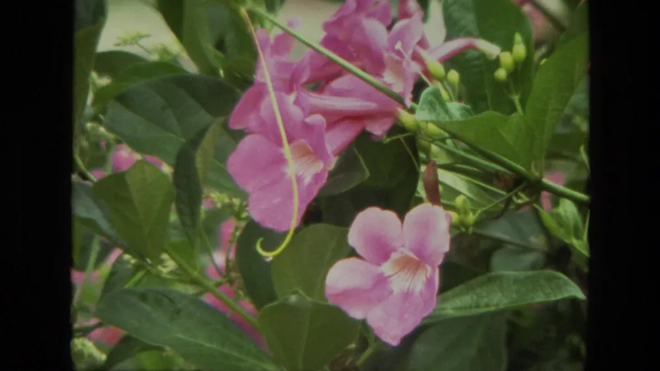 1974 India 8mm close-up of pink trumpet-shaped flowers among glossy green leaves, with soft focus and film grain.