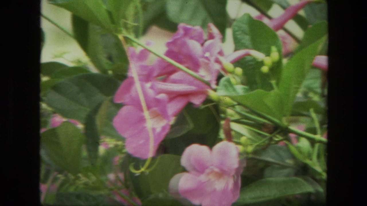 Pink trumpet-shaped flowers and green leaves seen in close-up.