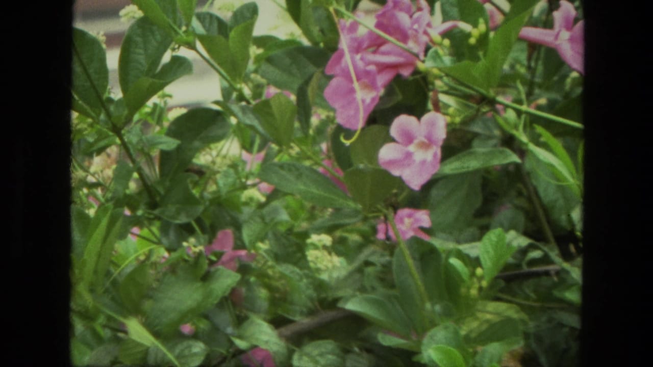 Dense green plants with pink flowers filling the frame.