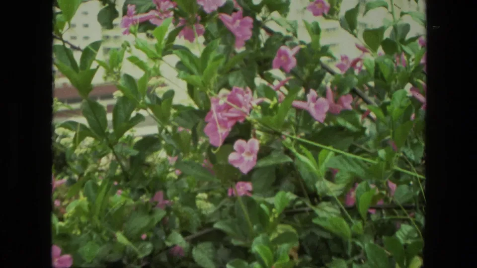 1974 India 8mm frame showing flowering garden plants with pink blossoms and a faint pale background beyond the leaves.