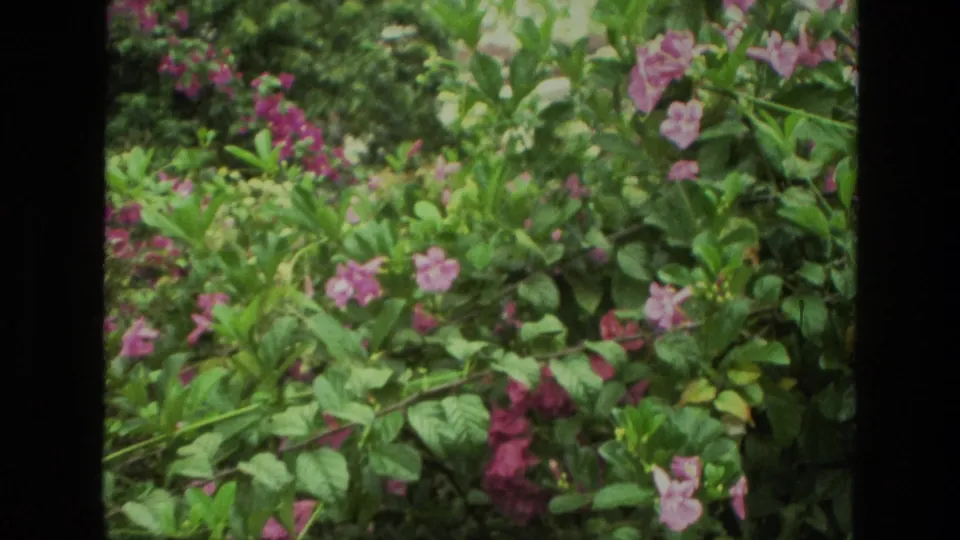 1974 India 8mm frame showing a wider patch of leafy plants with pink flowers in a garden setting.