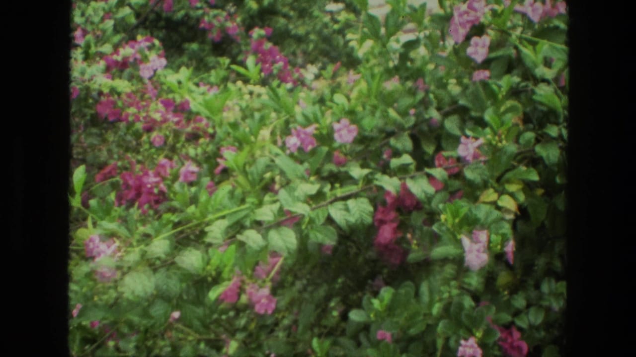Pink and purple flowers among dense green bushes with dark film borders.