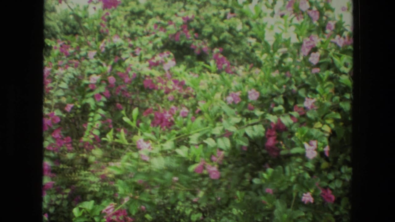 A second 1974 8mm India travel frame holds on green flowering shrubs with pink blossoms and heavy dark frame edges.
