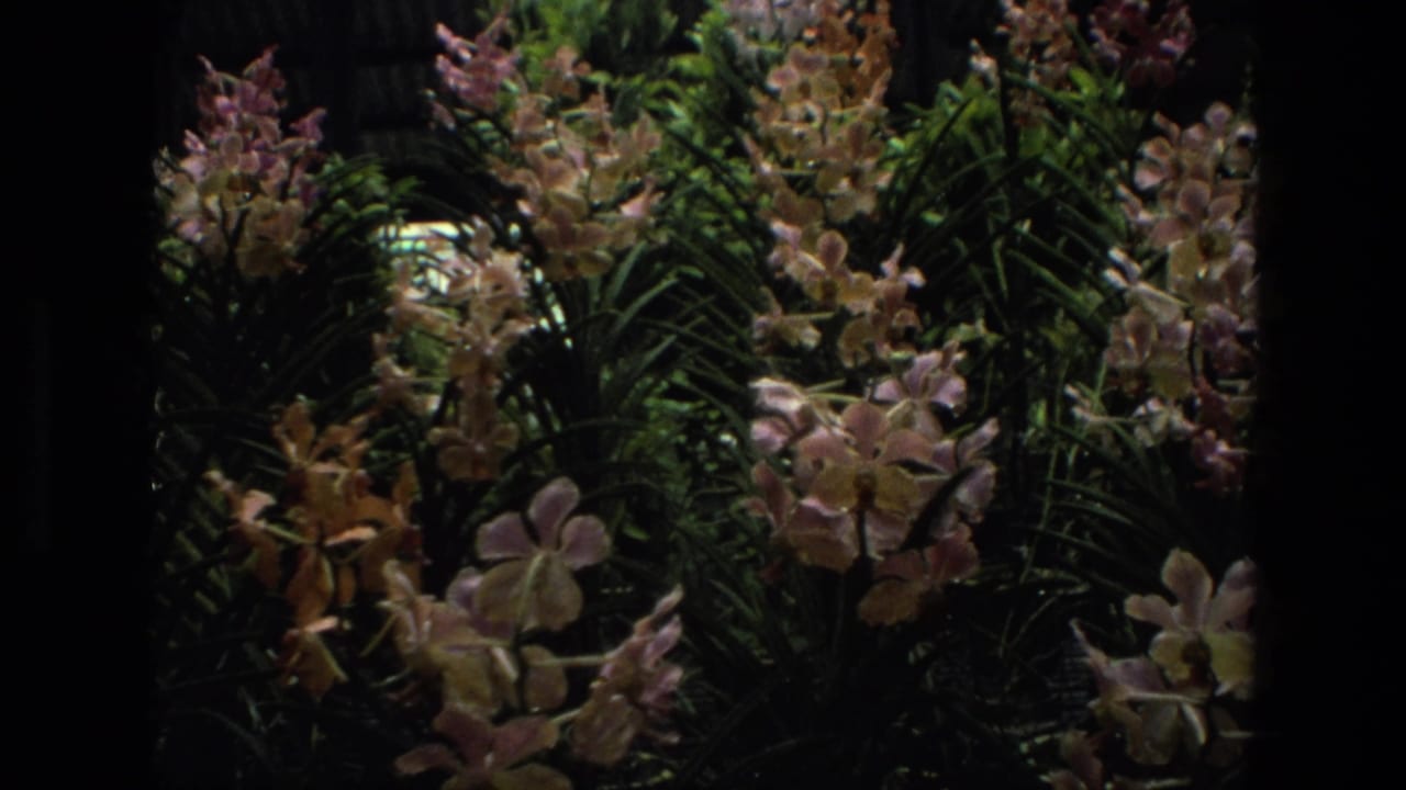 Pastel orchid blooms and green leaves in a dense garden view.