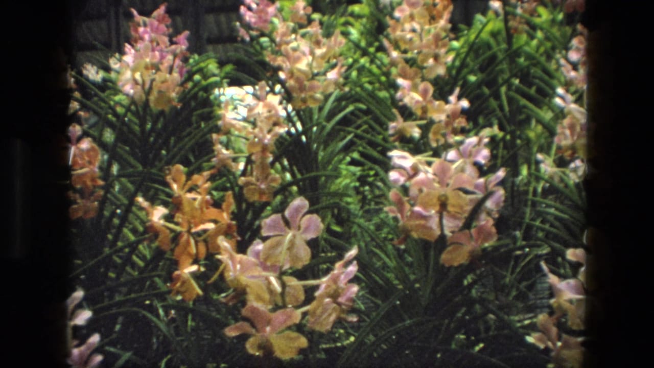 Clusters of pale orchids surrounded by long green leaves.