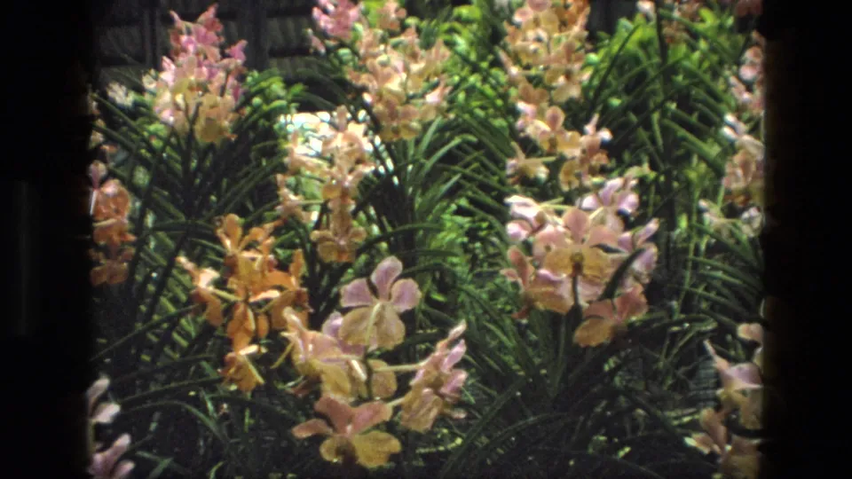 Close 8mm garden view from India in 1974, showing pale pink and yellow orchids against layered green leaves.