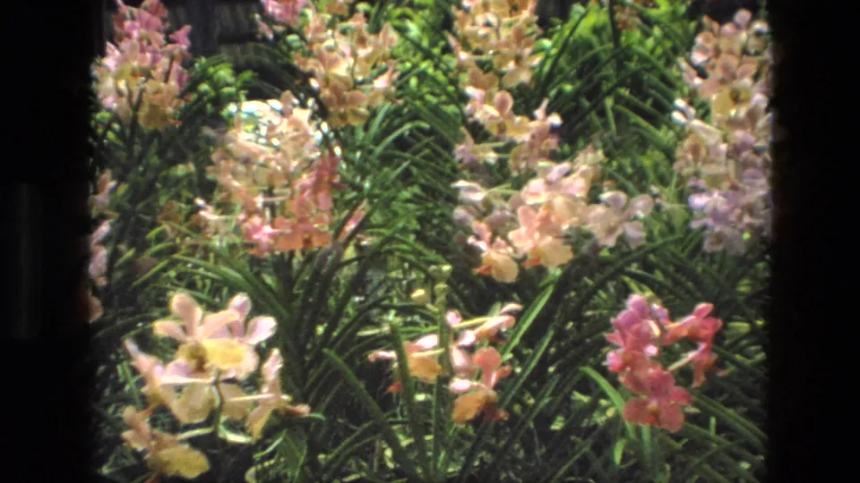 1974 India home-movie frame of sunlit orchids in pink, cream, and yellow tones, surrounded by thick green leaves.
