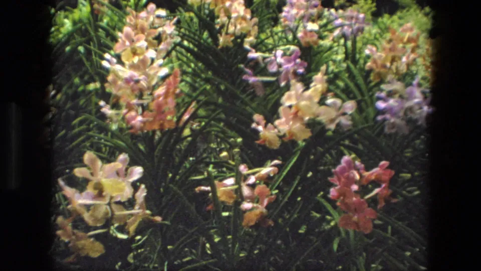 Final 8mm frame from the 1974 India clip, showing pastel orchid sprays and dark green foliage in a fixed garden view.