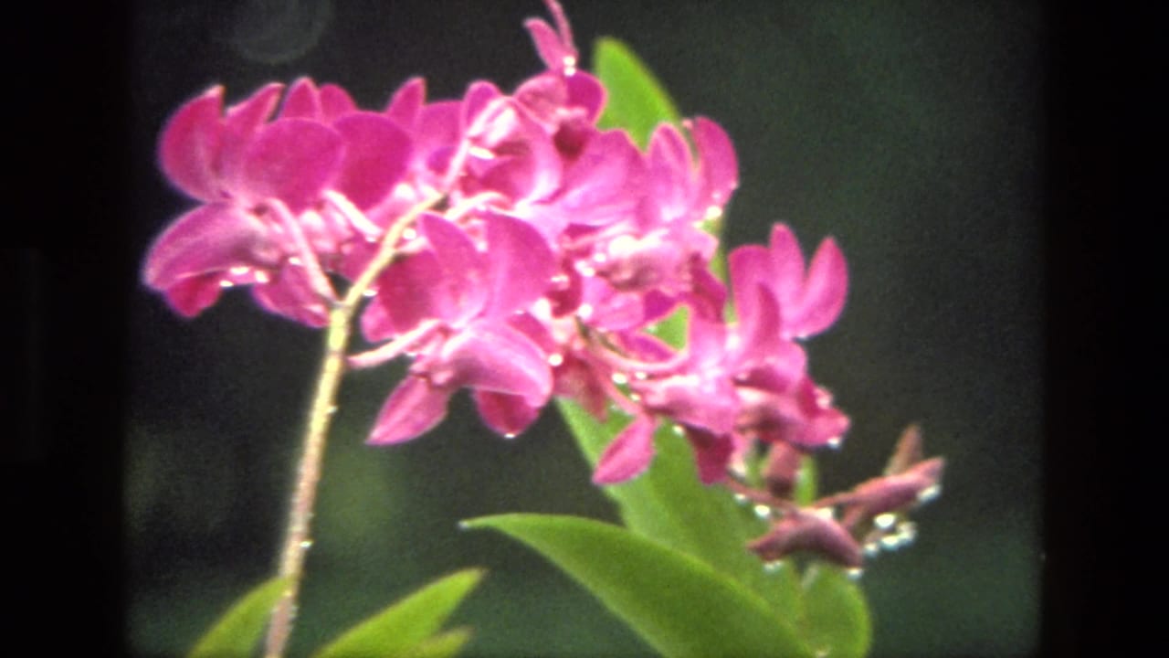Close-up of bright pink orchid blossoms with green leaves against a dark background.
