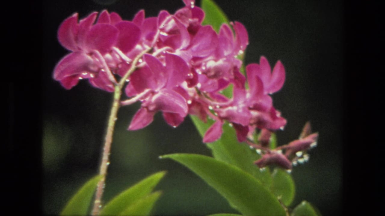 India 1974 8mm close-up of pink orchids with water droplets, green leaves, and a blurred dark background.