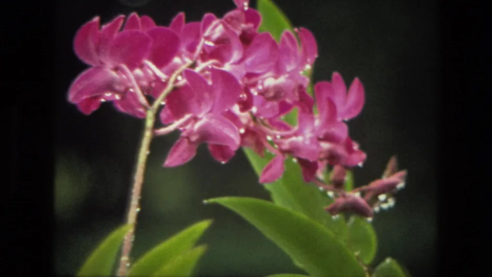 India 1974 8mm close-up of pink orchids with water droplets, green leaves, and a blurred dark background.