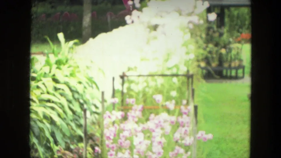 India 1974 8mm frame showing a wider garden scene with flowering plants, lawn, leafy borders, and a pale fence.