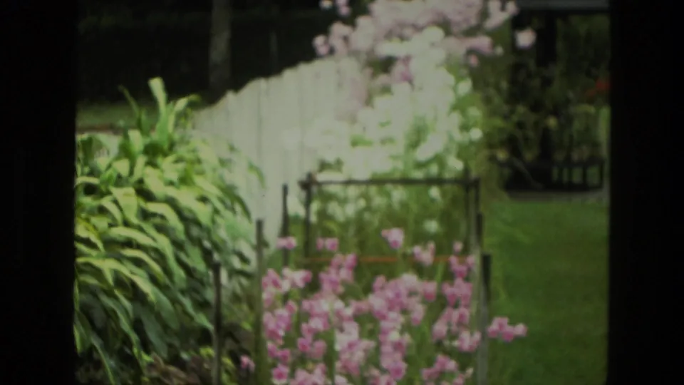 India 1974 8mm frame of a quiet garden with pink flowers, green lawn, surrounding foliage, and a pale fence.