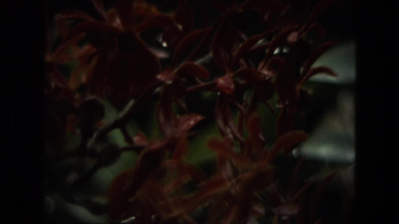 Dark close-up of reddish-brown orchids and stems in soft focus.