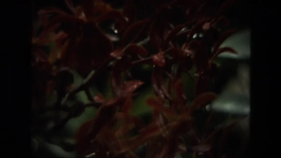 1974 India 8mm frame showing reddish-brown orchids seen close through dark vertical shadows and soft garden focus.