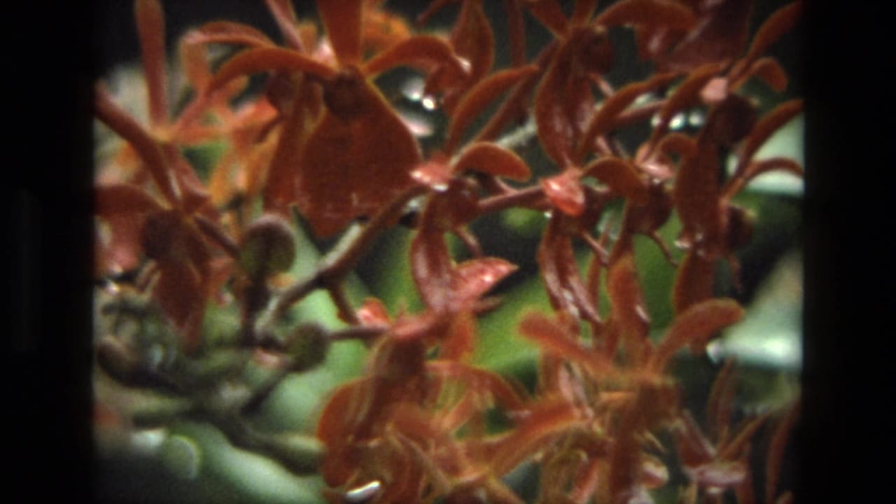 Close reddish-orange orchid cluster with green background and dark foreground band.