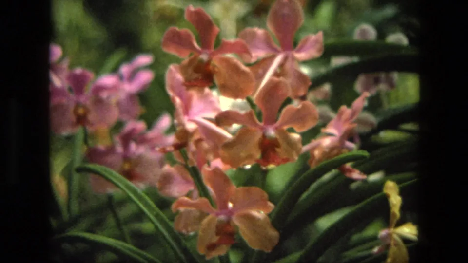 1974 India 8mm frame showing pink and peach orchid flowers surrounded by long green leaves in soft sunlight.
