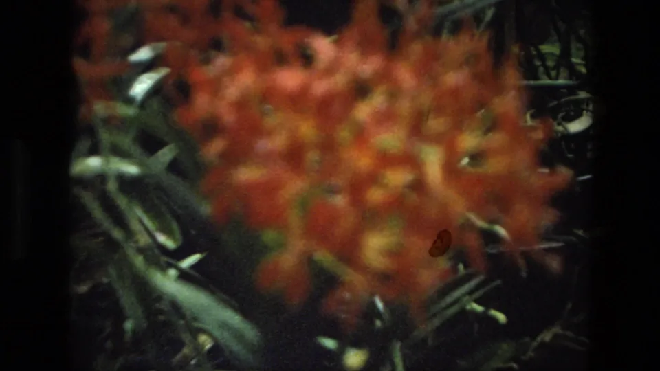 1974 India 8mm frame with a blurred reddish-orange orchid cluster, dark foliage, and muted garden light.