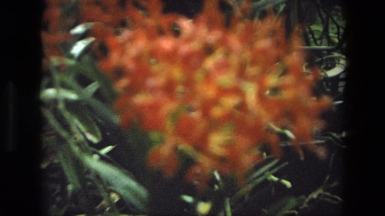 Soft-focus red-orange blossoms against dark green garden foliage.