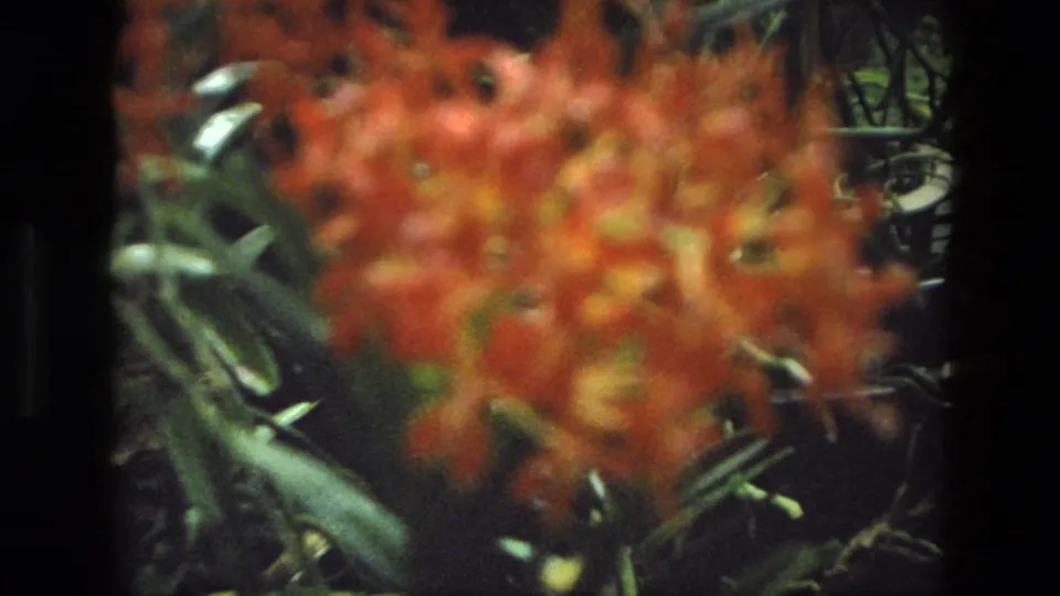 Soft-focus red-orange blossoms in a green Indian garden, from 1974 8mm home-movie footage.