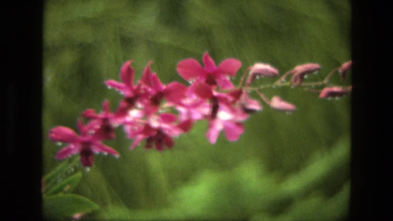 Pink orchid-like flowers on a stem against blurred green foliage.