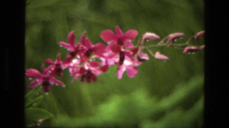 Pink blossoms on a slender stem appear in close-up against blurred foliage in 1974 India 8mm footage.