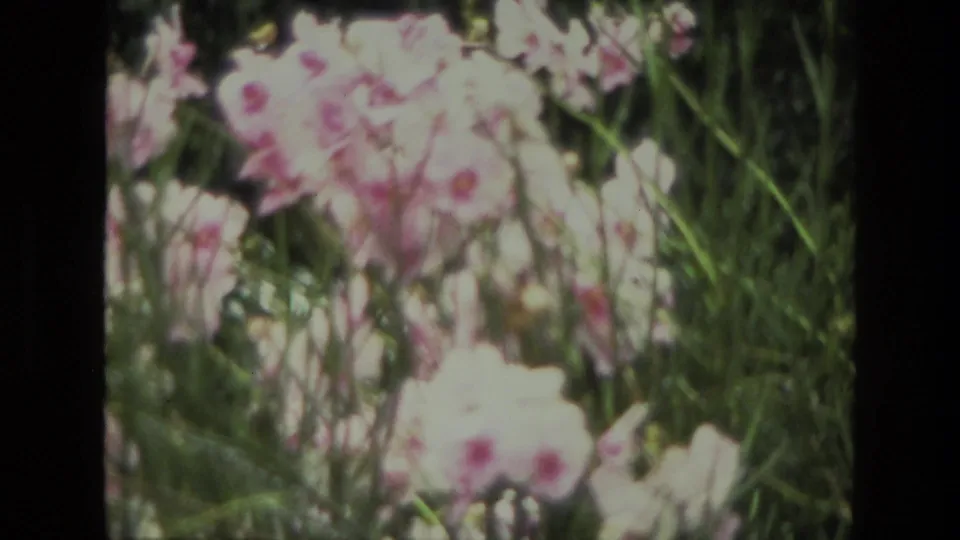 Pale pink-white flowers and narrow green stems appear in a soft 1974 India garden close-up.