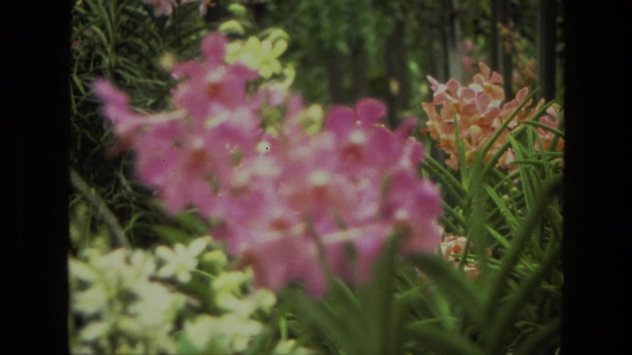 Soft-focus pink and pale flowers among dense green garden foliage.
