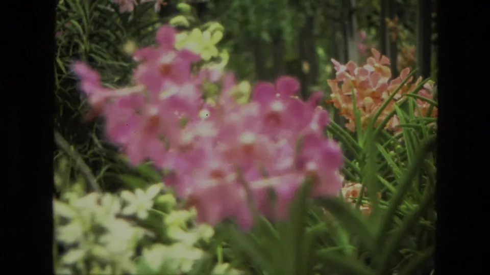 1974 India 8mm frame of pink orchids and pale flowers in a lush garden, seen through soft focus and dark film edges.