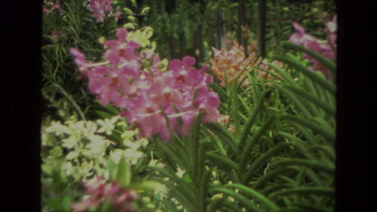 Pink orchids, pale blooms, and long green leaves in a shaded garden.