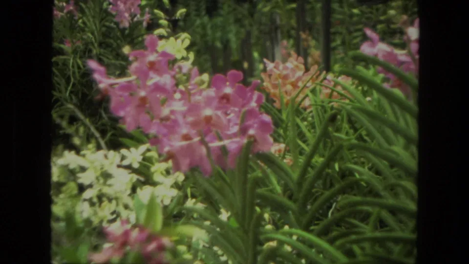 1974 India home-movie frame showing pink orchids and bright pale flowers surrounded by long green leaves.