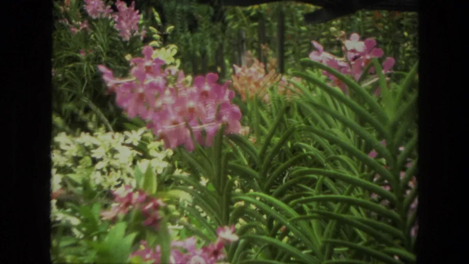 1974 India 8mm frame with soft pink flowers, pale blossoms, and arching green foliage in a cultivated garden.