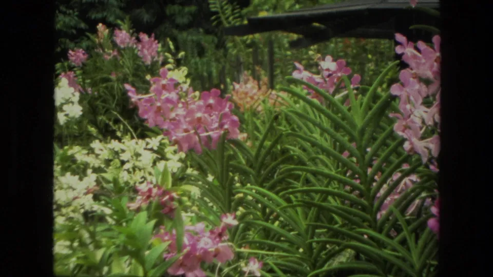 1974 India home-movie frame showing a wider orchid garden view with dense greenery and a dark object near the upper right edge.
