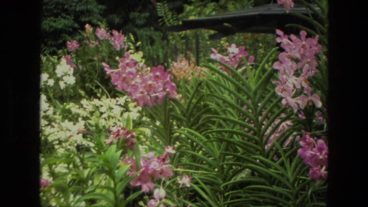 Pink and white flowers growing among dense green leaves in a garden.