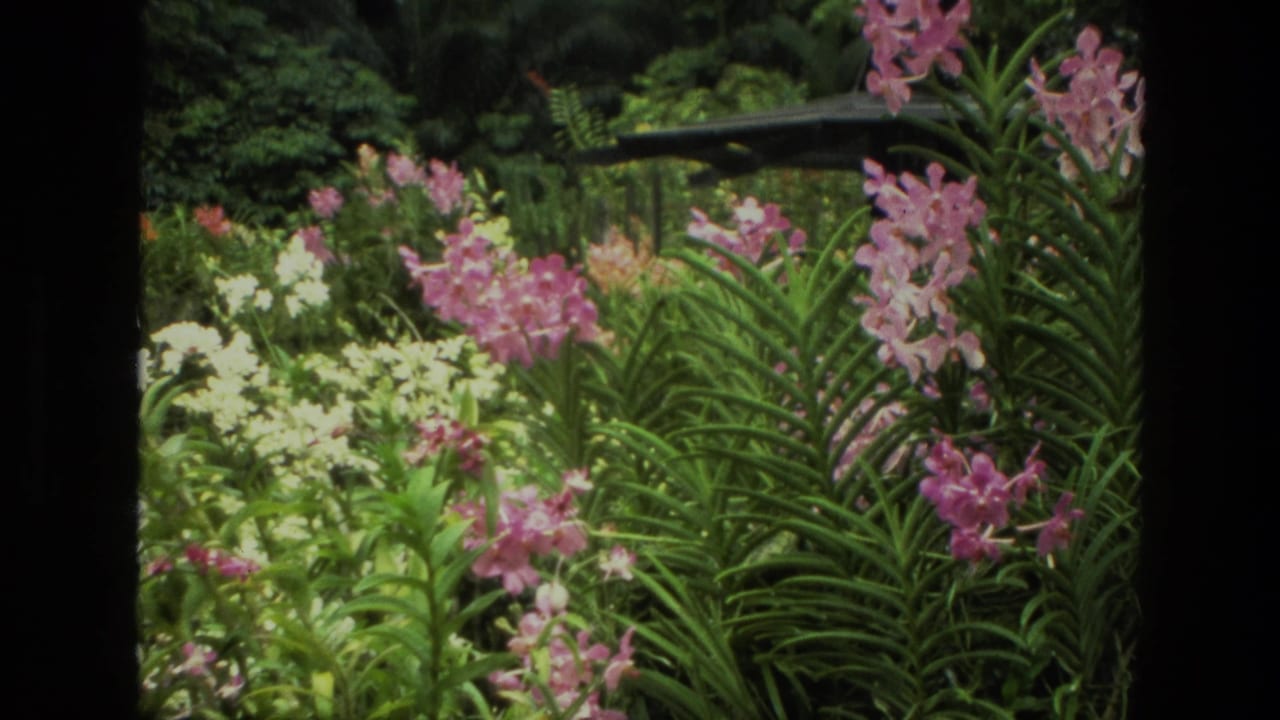 Garden flowers and long green leaves seen through dark film-frame edges.