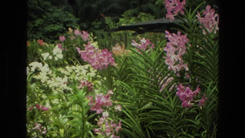 1974 India home-movie frame with orchid-like pink blooms, pale flowers, and layered green foliage.
