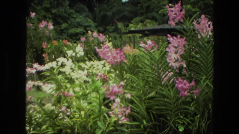 Vintage 8mm frame from India showing a planted garden with pink flowers, white blooms, and deep green foliage.