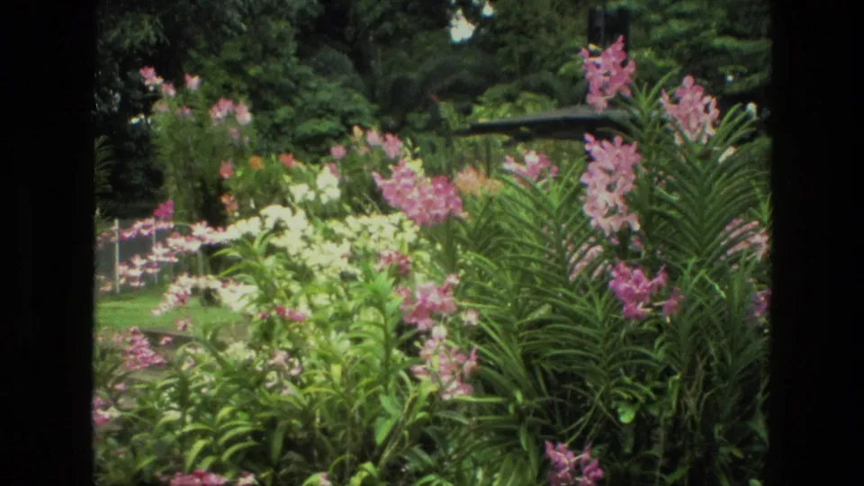 1974 India garden frame showing pink and white blooms, long leaves, dark trees, and a glimpse of lawn.