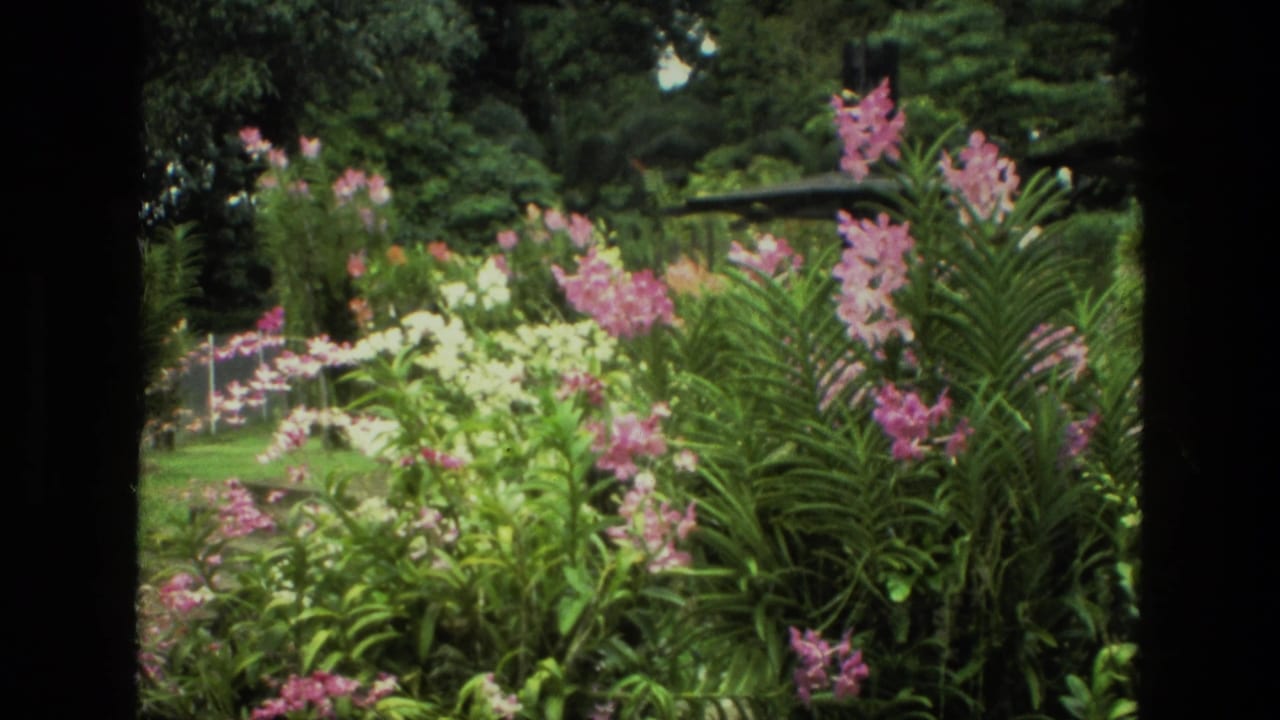 Garden bed with pink flowers, white blossoms, green foliage, and dark film borders.