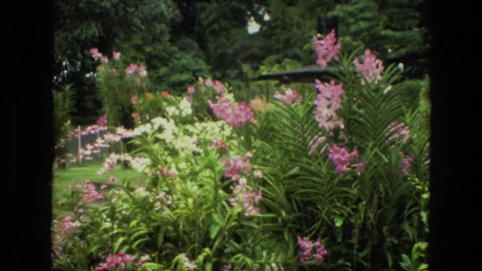 1974 India 8mm frame showing a planted garden with pink flowers, pale blossoms, dense green leaves, and dark scan borders.