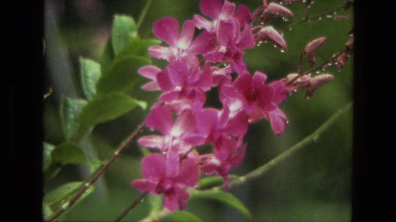 Close-up of pink flowers on a stem with green leaves and soft-focus background.