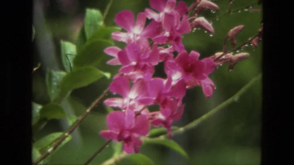 1974 India 8mm close-up of vivid pink blossoms and green leaves, framed by the edge of the scanned film.
