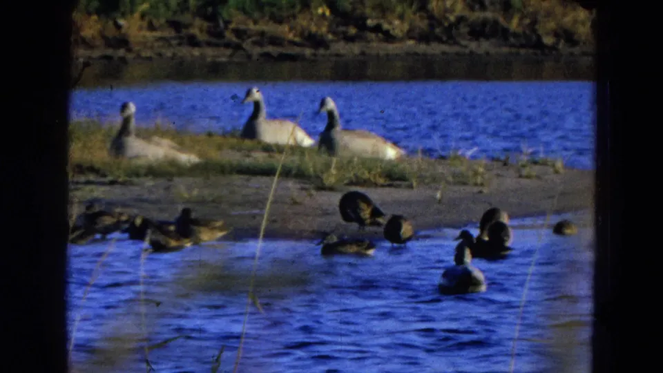 1968 8mm Diller, Nebraska lakeside view with ducks swimming in the foreground and geese resting near the shore.