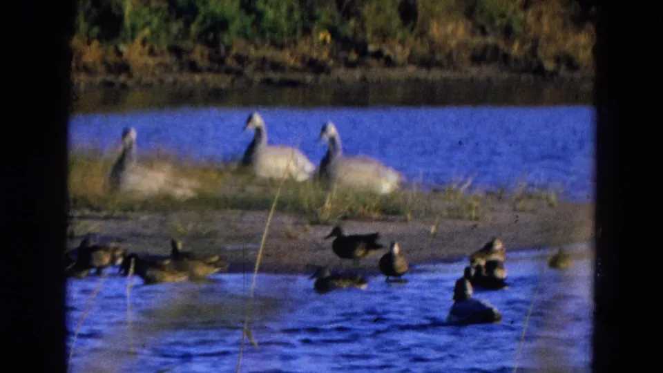 1968 Diller, Nebraska home-movie frame showing ducks on the water and geese along a grassy, muddy lake edge.